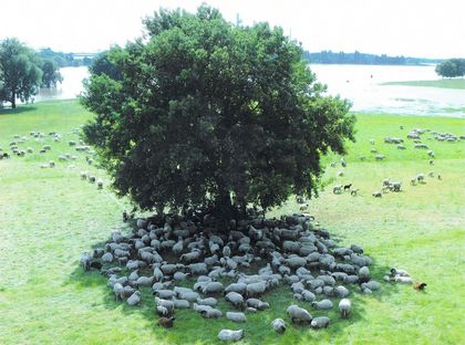 Eine Heerde Schafe unter einem Baum