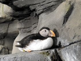 Papageitaucher im Aquazoo