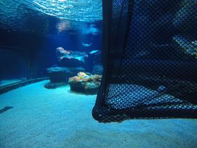 Seit dem vergangenen Montag befindet sich im Anton-Lendle-Riff eine schwimmende Konstruktion von zwei mal zwei Metern, die mit einem Netz umspannt ist und einer sicheren Aufzucht des möglichen Nachwuchses dienen soll; Foto: Aquazoo Löbbecke Museum