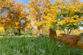 Viele Laubbäume zeigen sich in leuchtenden Farben, ehe das Laub fällt. Foto: Gartenamt