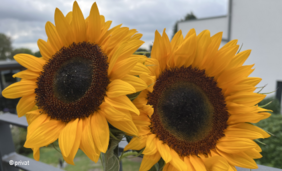 Foto von zwei voll erblühten Sonnenblumen