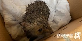 Das Fuchsbaby nach der Rettung durch die Feuerwehr