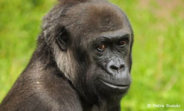 Fotoportrait eines Gorillas mit grünem Hintergrund.