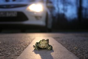 Eine Erdkröte (Bufo bufo) auf einer Straße sitzend. Im Hintergrund ist das Scheinwerferlicht eines Autos zu erkennen