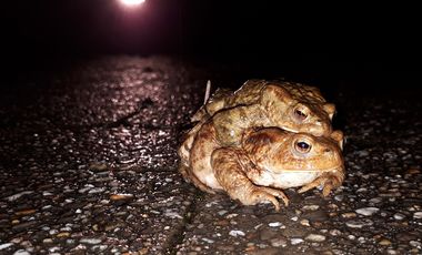 Erdkröten-Pärchen (Bufo bufo) bei der Überquerung einer Straße