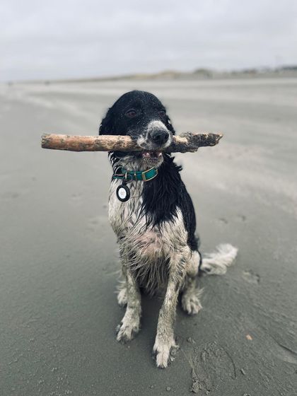 Hund am Strand