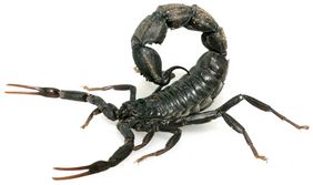 Skorpione wie dieser Androctonus sp. gelten als besonders wehrhaft und gefährlich.
