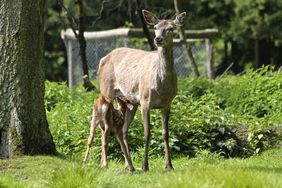 Die "jungen Wilden" sind da und können täglich von 9 bis 19 Uhr im Wildpark besucht werden. Foto: Gartenamt