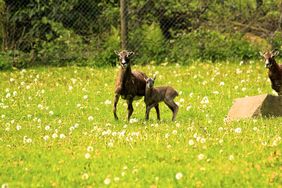 Die "jungen Wilden" sind da und können täglich von 9 bis 19 Uhr im Wildpark besucht werden. Foto: Gartenamt