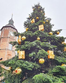 Elf Tannen sorgen für vorweihnachtliche Stimmung in Düsseldorf, so wie hier vor dem Rathaus. Foto: Amt für Kommunikation