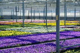 Mitarbeitende des Gartenamts haben in den vergangenen Monaten rund 137.000 Frühjahrspflanzen und mehr als 110.000 Zwiebelgewächse teils in den Gewächshäusern an den Stockumer Höfen vorgezogen.