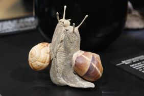 Ein Modell zweier Weinbergschnecken beider Paarung. Die Weichkörper richten sich gegeneinander nach oben. Das Modell ist Teil der Ausstellung "Sex and Gender" im Aquazoo Löbbecke Museum