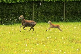 Die "jungen Wilden" sind da und können täglich von 9 bis 19 Uhr im Wildpark besucht werden. Foto: Gartenamt