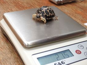 Eine Woche alte Strahlenschildkröte: Noch sind es 21,5 Gramm - doch die Tiere können bis zu 22 Kilogramm schwer werden. Foto: Aquazoo Löbbecke Museum