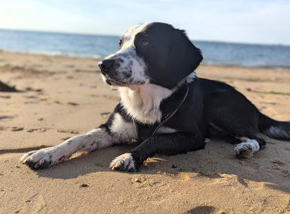 Hund am Strand
