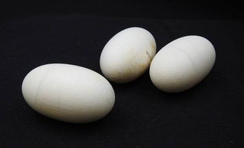 Das Bild zeigt die Eier eines Kaimans auf schwarzem Grund.